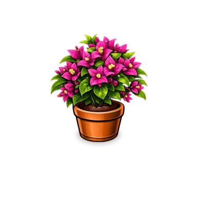 Bougainvillea glabra — Paperflower