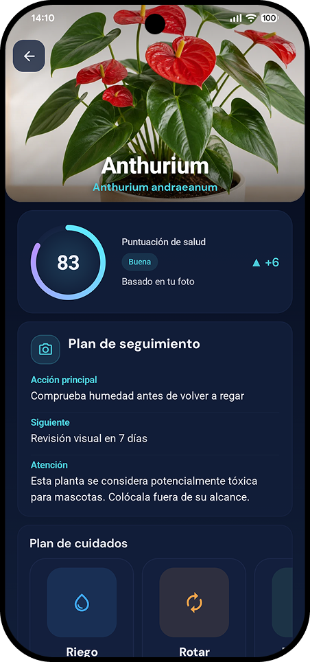 Anthurium plan