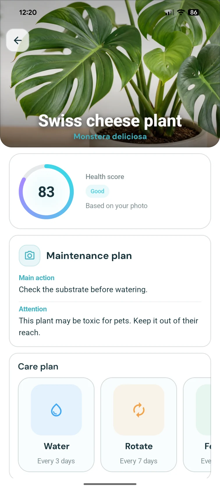 Monstera profile
