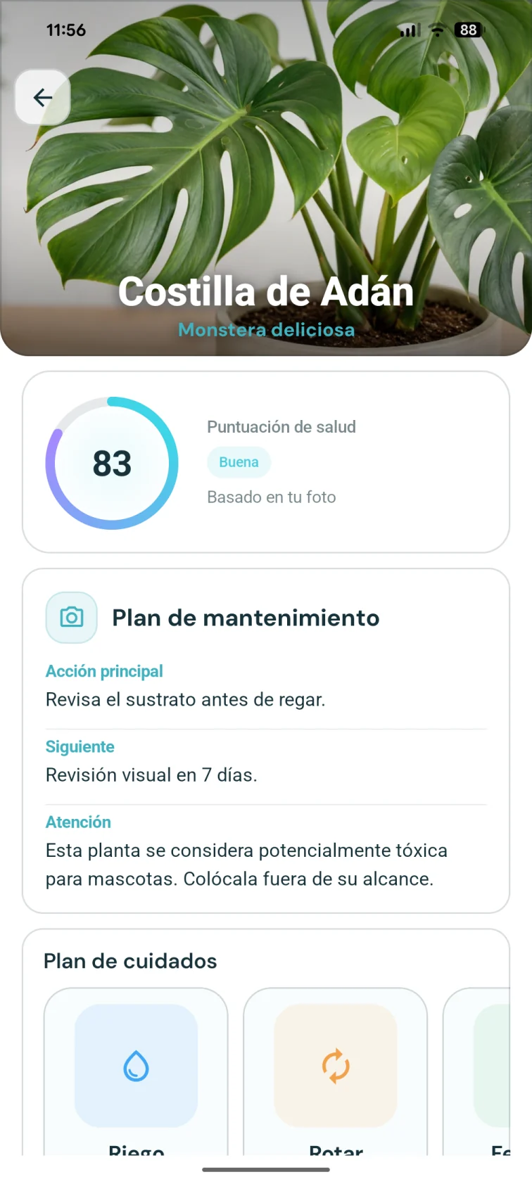 Ficha de Monstera