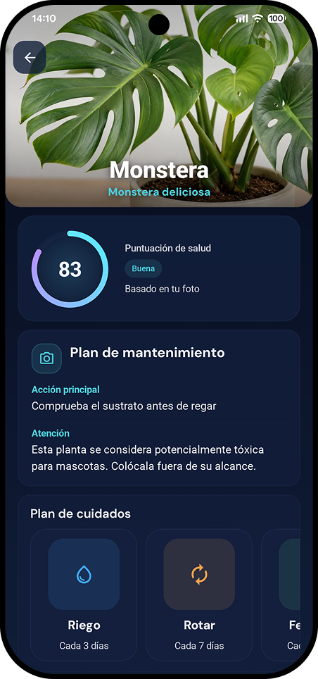 Monstera plan